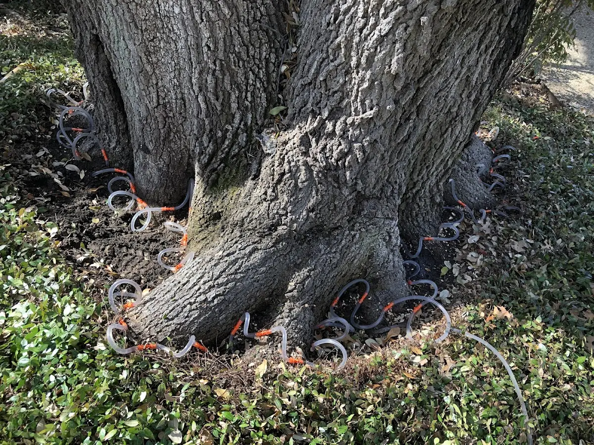 Detailed Tree Cabling and Bracing job site in South Chatham