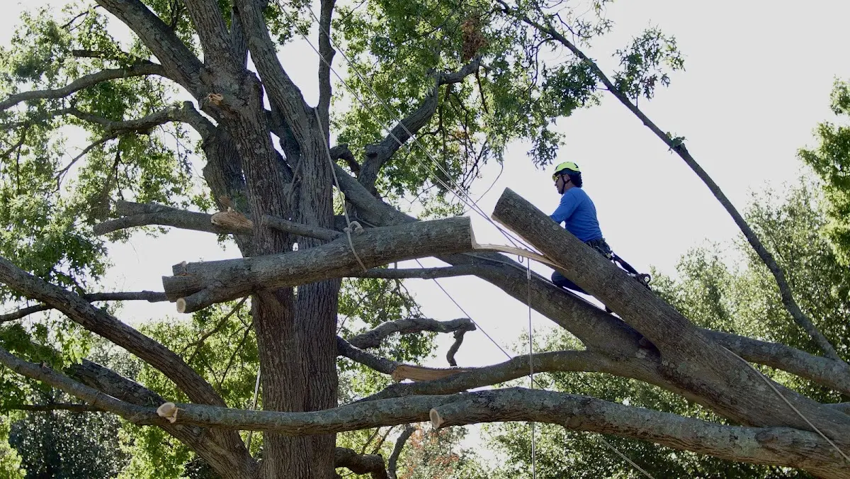 Professional Crown Thinning performed by certified arborists in South Chatham