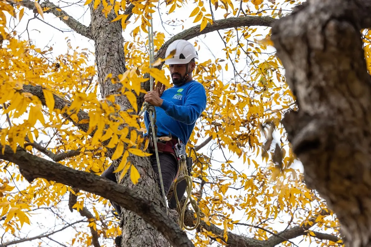 Skilled Tree Pruning crew working in South Chatham